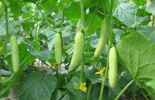 网红黄瓜爆料最近新闻,最新热点事件大揭秘! 第1张 网红黄瓜爆料最近新闻,最新热点事件大揭秘! 第1张